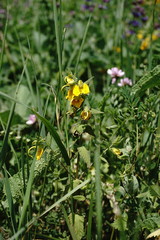 Rhynchocorys orientalis