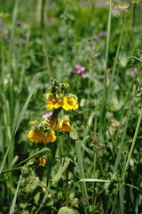 Rhynchocorys orientalis