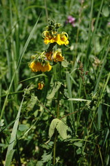 Rhynchocorys orientalis