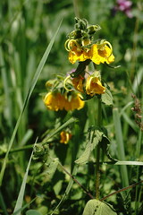 Rhynchocorys orientalis