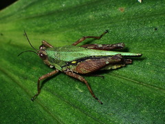 Scaria
