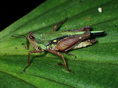 Scaria
