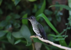 Taphrospilus hypostictus