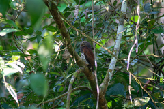 Glaucidium castanotum