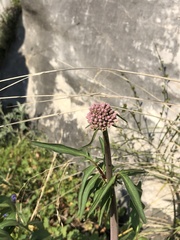 Valeriana tuberosa