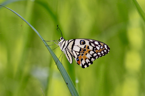 Lime Swallowtail, photo 8 of 9