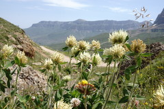 Trifolium trichocephalum