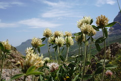 Trifolium trichocephalum