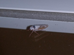 Tretogonia