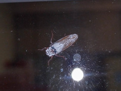 Tretogonia