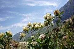 Trifolium trichocephalum