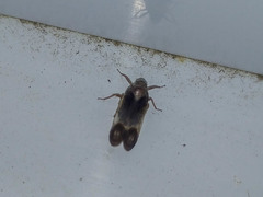 Melanoliarus dimidiatus