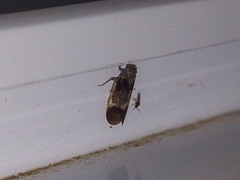 Melanoliarus dimidiatus