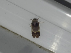 Melanoliarus dimidiatus