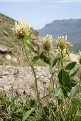 Trifolium trichocephalum