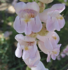 Penstemon palmeri