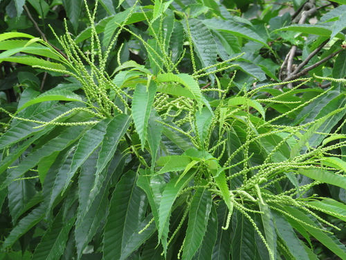 Japanese Chestnut