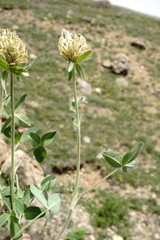 Trifolium trichocephalum