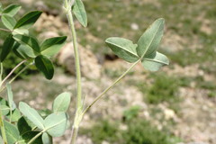 Trifolium trichocephalum