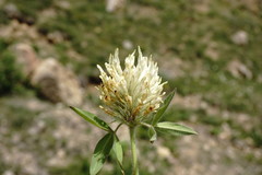 Trifolium trichocephalum