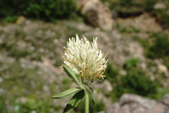 Trifolium trichocephalum