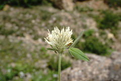 Trifolium trichocephalum