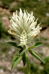 Trifolium trichocephalum