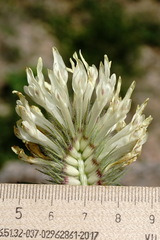 Trifolium trichocephalum