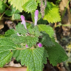 Lamium amplexicaule subsp. mauritanicum image