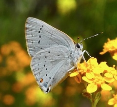 Satyrium sylvinus dryope