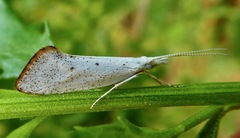 Euceratia castella