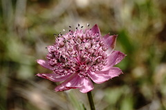 Astrantia trifida