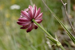 Astrantia trifida
