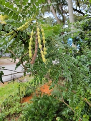 Sophora tomentosa