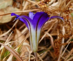 Brodiaea terrestris