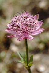 Astrantia trifida