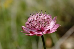 Astrantia trifida
