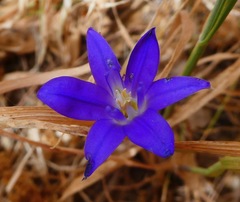 Brodiaea terrestris