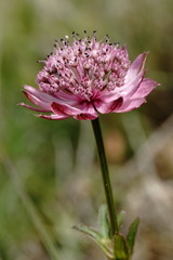 Astrantia trifida