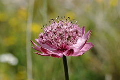Astrantia trifida