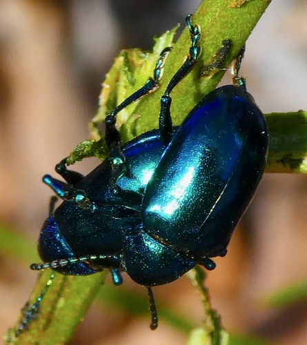 Cobalt Milkweed Beetle