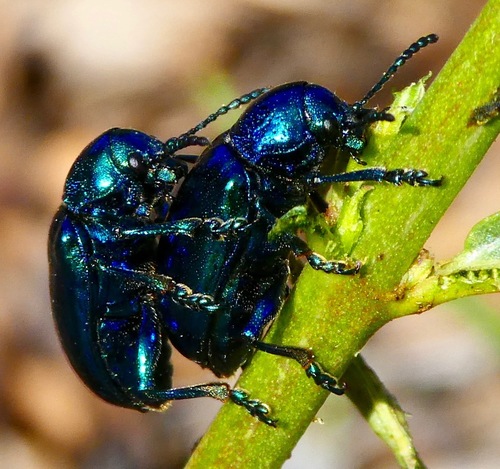 Cobalt Milkweed Beetle