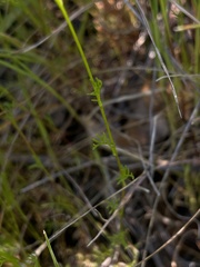 Gilia clivorum