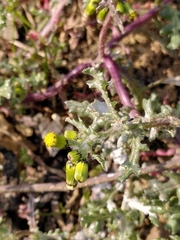 Senecio vulgaris