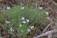 Phlox hoodii canescens