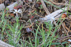Phlox hoodii canescens