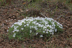 Phlox hoodii canescens