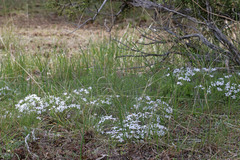 Phlox hoodii canescens