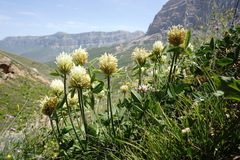 Trifolium trichocephalum
