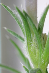 Phlox hoodii canescens